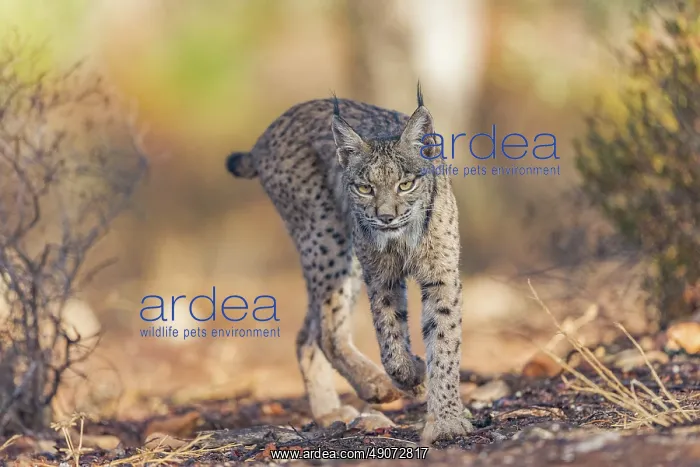  : IBERIAN LYNX