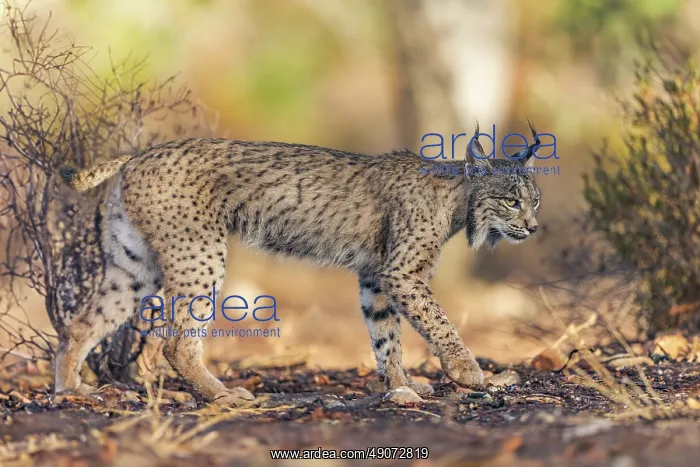 : IBERIAN LYNX : IBERIAN LYNX