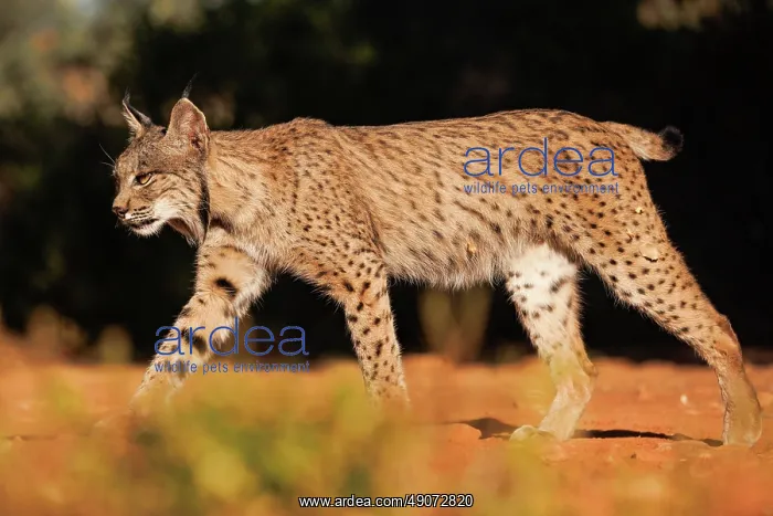 : IBERIAN LYNX : IBERIAN LYNX