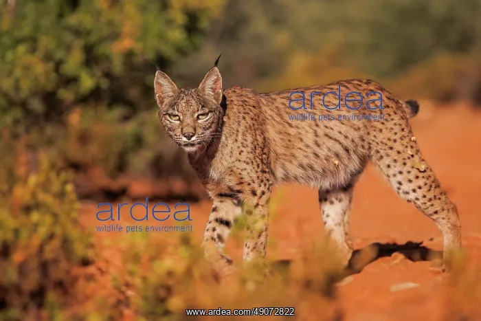 : IBERIAN LYNX : IBERIAN LYNX