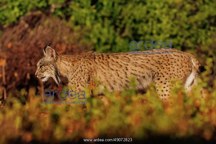 : IBERIAN LYNX : IBERIAN LYNX