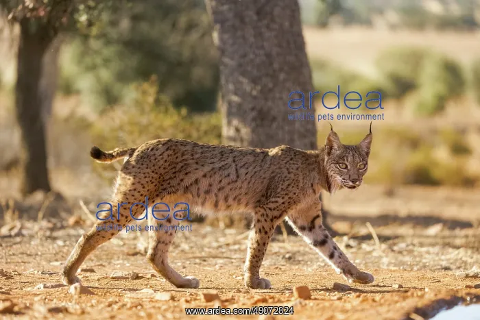  : IBERIAN LYNX