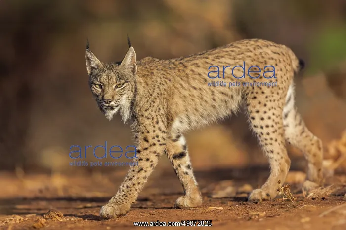  : IBERIAN LYNX