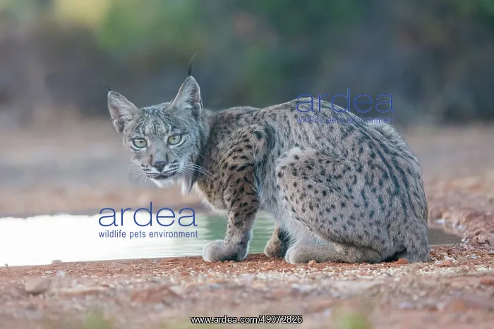  : IBERIAN LYNX