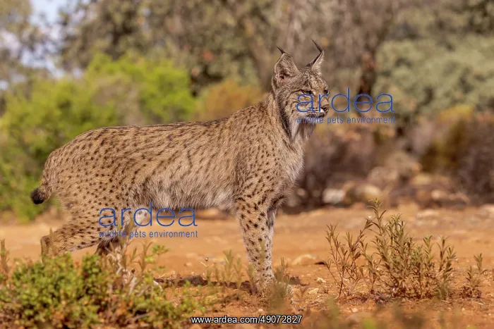 : IBERIAN LYNX : IBERIAN LYNX
