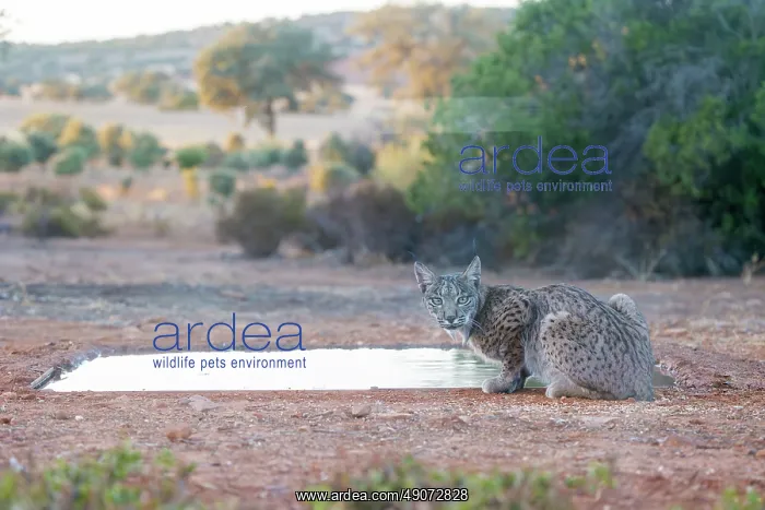 : IBERIAN LYNX : IBERIAN LYNX