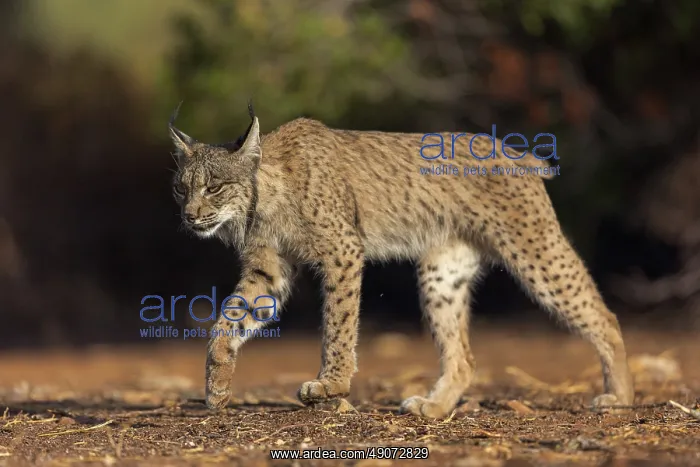 : IBERIAN LYNX : IBERIAN LYNX