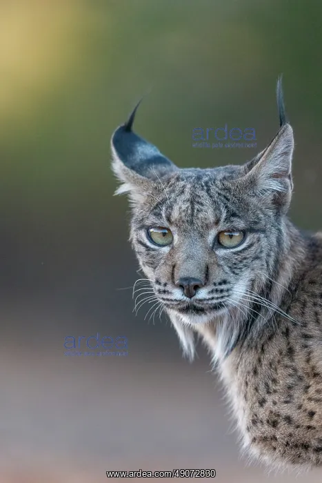 : IBERIAN LYNX : IBERIAN LYNX