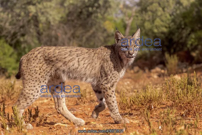  : IBERIAN LYNX