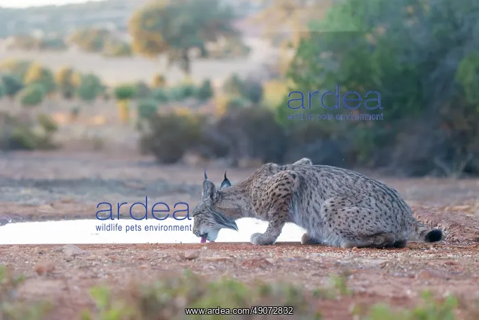 : IBERIAN LYNX : IBERIAN LYNX