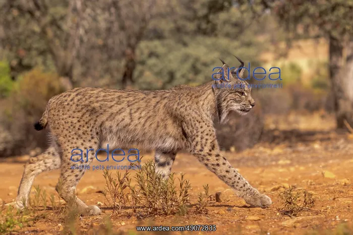 : IBERIAN LYNX : IBERIAN LYNX