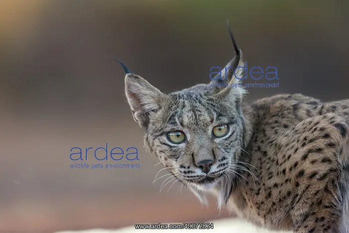 : IBERIAN LYNX : IBERIAN LYNX