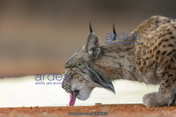 : IBERIAN LYNX : IBERIAN LYNX