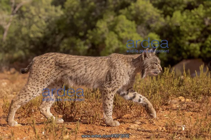 : IBERIAN LYNX : IBERIAN LYNX