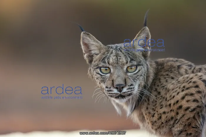 : IBERIAN LYNX : IBERIAN LYNX