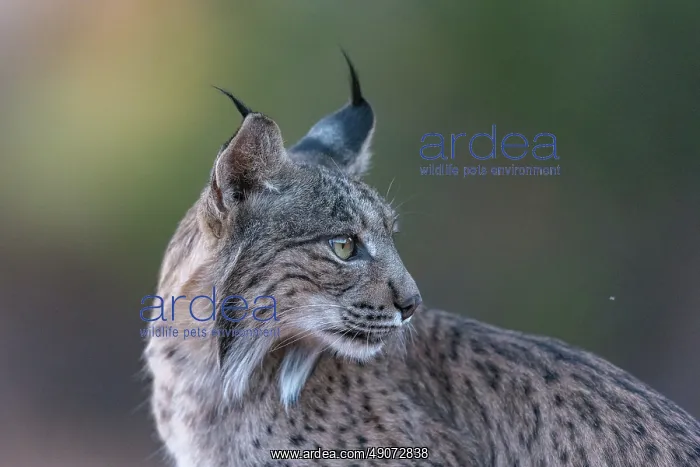 : IBERIAN LYNX : IBERIAN LYNX