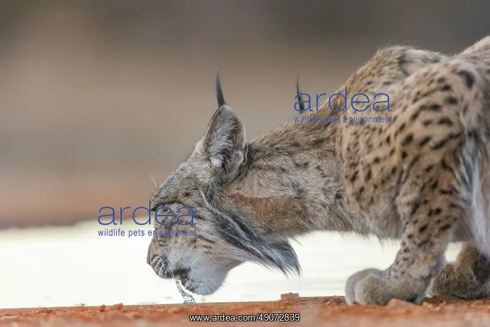 : IBERIAN LYNX : IBERIAN LYNX