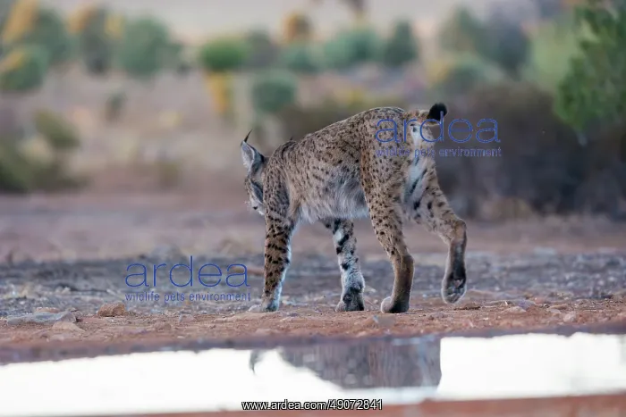 : IBERIAN LYNX : IBERIAN LYNX