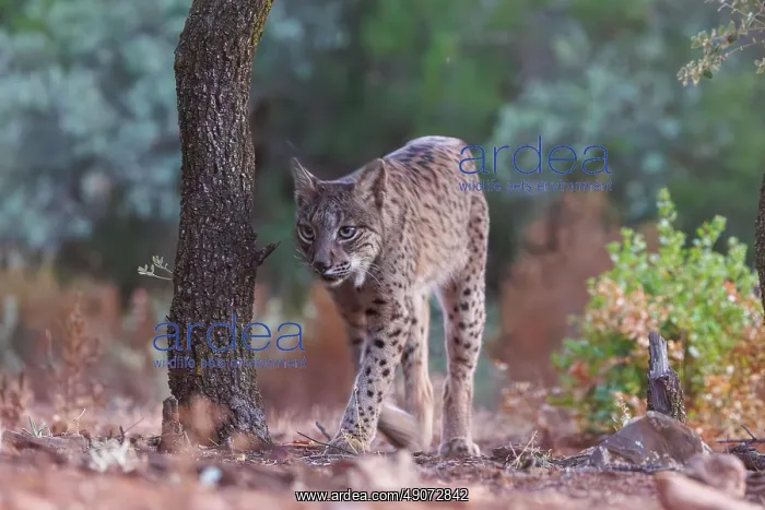 : IBERIAN LYNX : IBERIAN LYNX