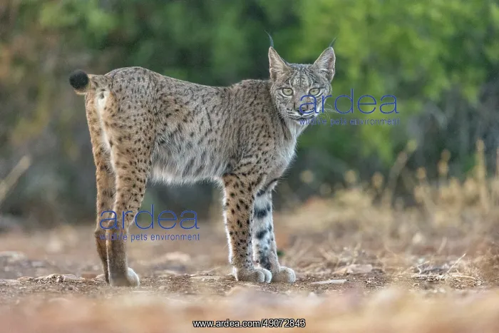 : IBERIAN LYNX : IBERIAN LYNX