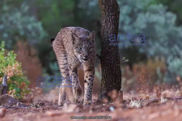 : IBERIAN LYNX : IBERIAN LYNX