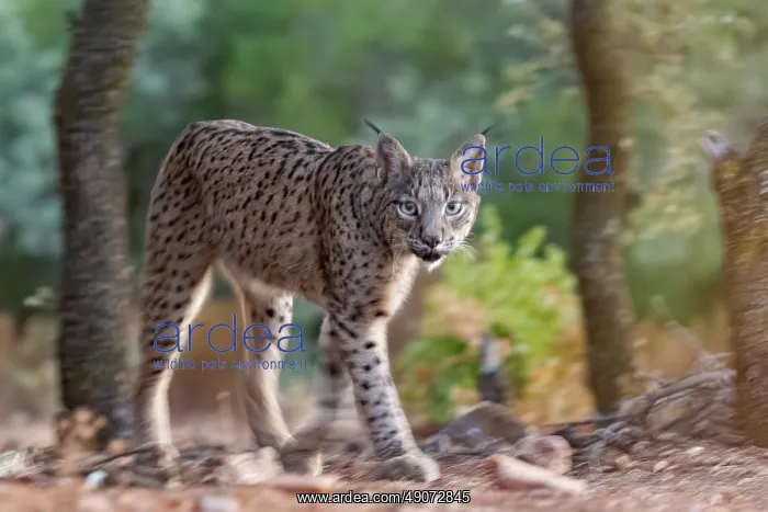 : IBERIAN LYNX : IBERIAN LYNX