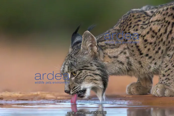 : IBERIAN LYNX : IBERIAN LYNX