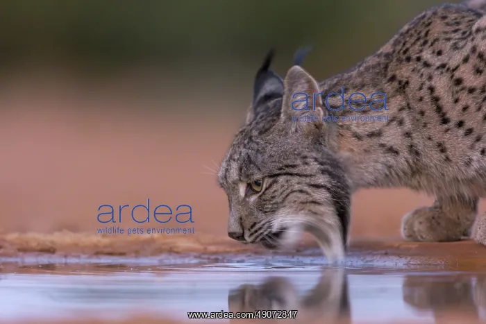 : IBERIAN LYNX : IBERIAN LYNX