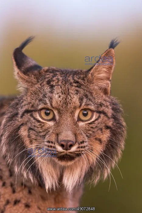 : IBERIAN LYNX : IBERIAN LYNX