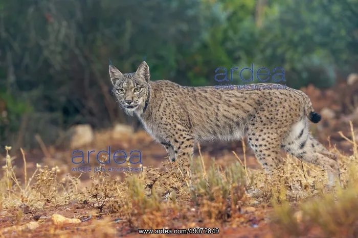 : IBERIAN LYNX : IBERIAN LYNX