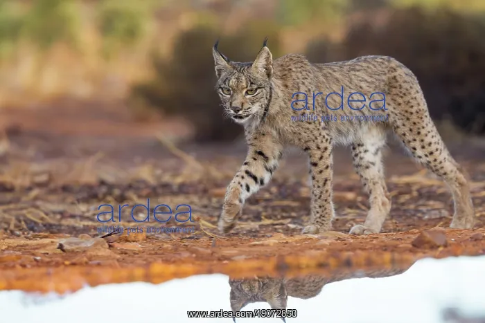 : IBERIAN LYNX : IBERIAN LYNX