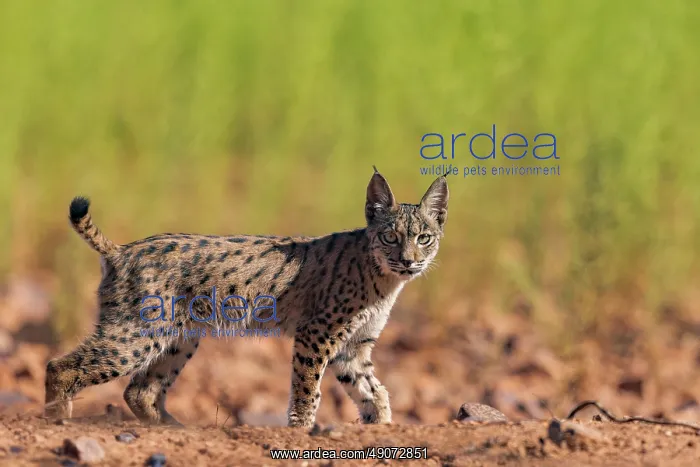 : IBERIAN LYNX : IBERIAN LYNX