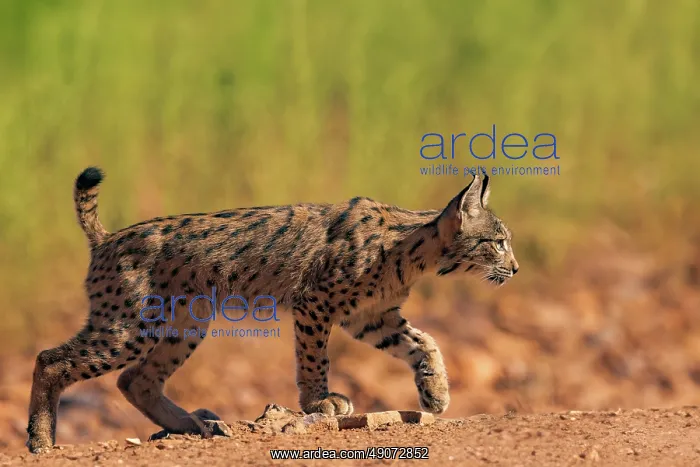 : IBERIAN LYNX : IBERIAN LYNX