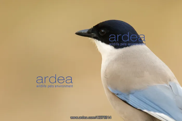 : Iberian Magpie - portrait - Castile and Leon, Spain : Iberian Magpie - portrait - Castile and Leon, Spain