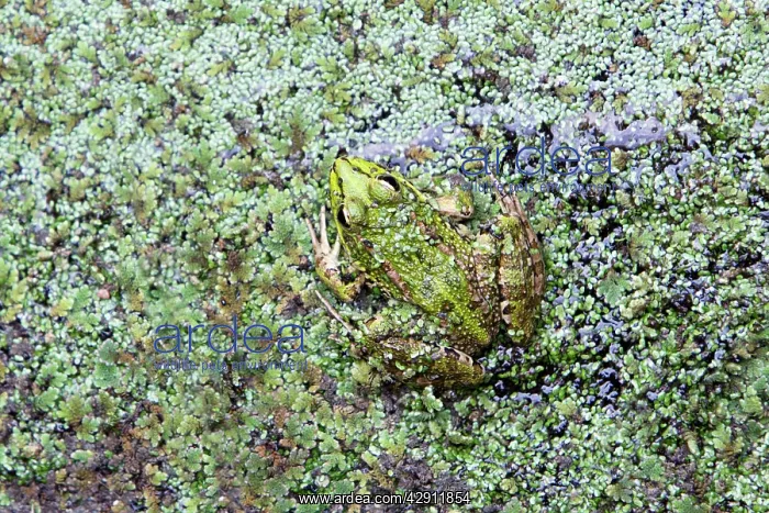 : Iberian Marsh Frog - amongst pond weed : Iberian Marsh Frog - amongst pond weed