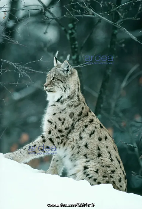 : Iberian / Pardel / Spanish LYNX - side on : Iberian / Pardel / Spanish LYNX - side on