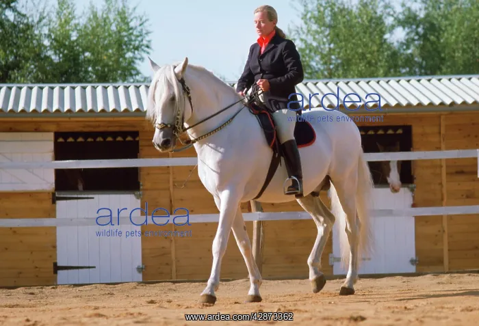: Iberian Peninsular Horse - dressage display : Iberian Peninsular Horse - dressage display