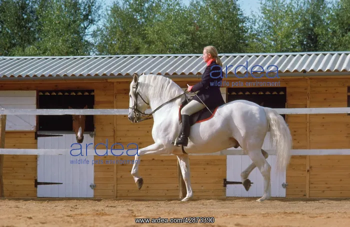  : Iberian Peninsular Horse - dressage display