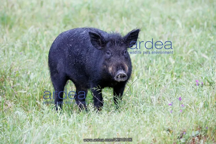 : Iberian Pig - on meadow : Iberian Pig - on meadow