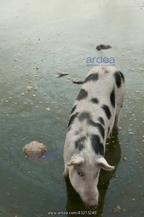 : Iberian pigs in Jaen province Spain : Iberian pigs in Jaen province Spain