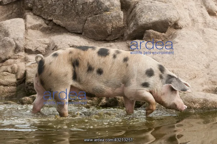 : Iberian pigs in Jaen province Spain : Iberian pigs in Jaen province Spain