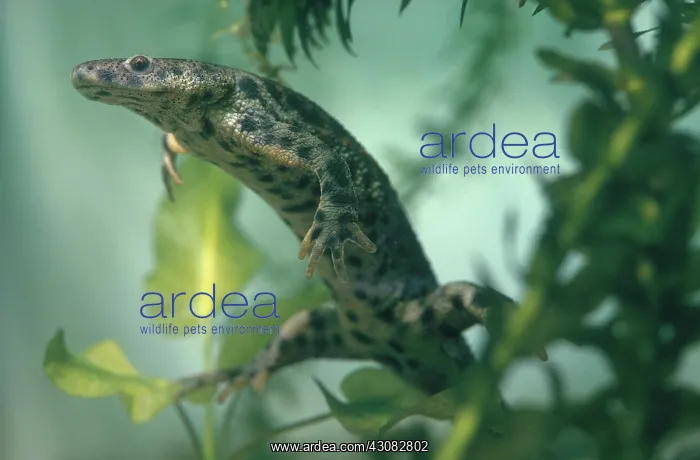 : Iberian Ribbed Newt : Iberian Ribbed Newt