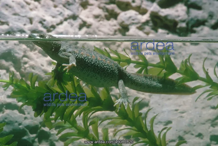 : Iberian Ribbed Newt : Iberian Ribbed Newt