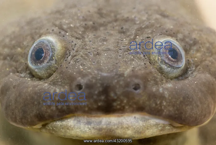 : Iberian Ribbed Newt : Iberian Ribbed Newt