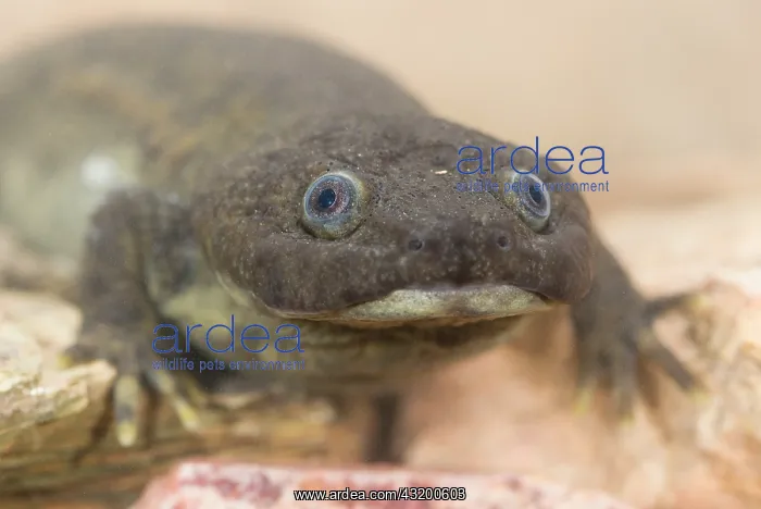 : Iberian Ribbed Newt : Iberian Ribbed Newt