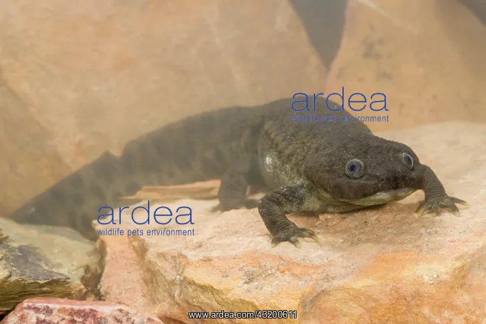 : Iberian Ribbed Newt : Iberian Ribbed Newt
