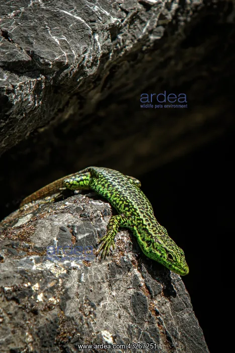 : Iberian Rock Lizard (Iberolacerta monticola) - sunbathing : Iberian Rock Lizard (Iberolacerta monticola) - sunbathing