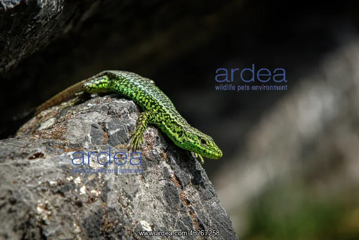 : Iberian Rock Lizard (Iberolacerta monticola) - sunbathing : Iberian Rock Lizard (Iberolacerta monticola) - sunbathing