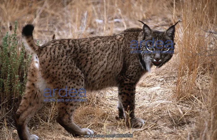 : Iberian / Spanish / Pardel Lynx : Iberian / Spanish / Pardel Lynx