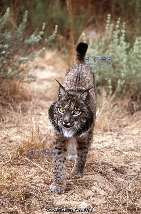 : Iberian / Spanish / Pardel Lynx : Iberian / Spanish / Pardel Lynx